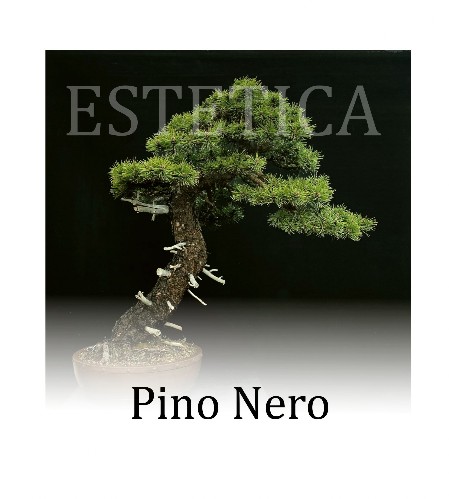 Video di estetica - Pino nero 